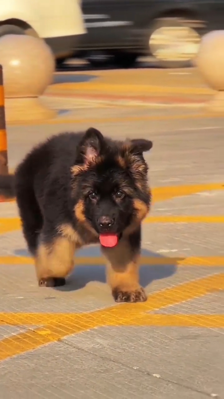 长毛德牧犬太帅了