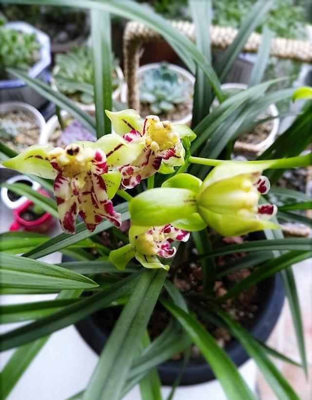 奇特而高雅的兰花—梨山狮王,比绿萝好养,比桂花更香