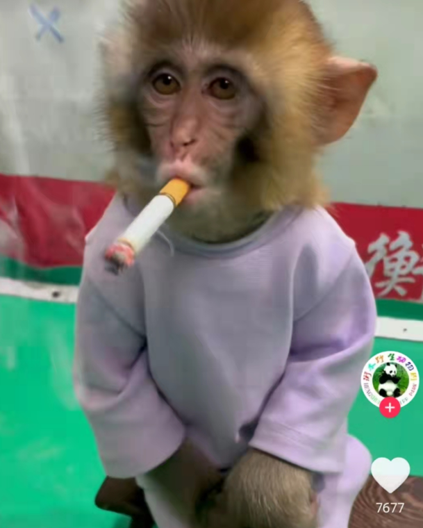 幼猴抽烟视频热传!园方回应:摆拍的公益段子