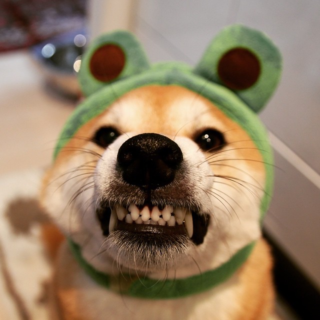 新闻曝光:这些狗狗其实很凶猛还咬人,不要养!