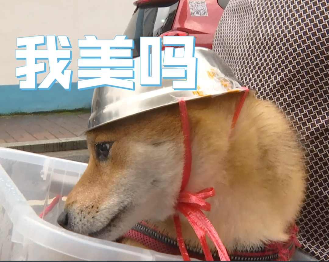 推荐为了骑行安全,连狗狗都戴头盔了!表情包火遍全网,网友:太可爱