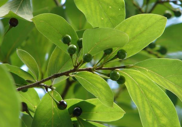 农村一种野果木姜子成熟了,日常生活中有7大妙用,快采摘别错过