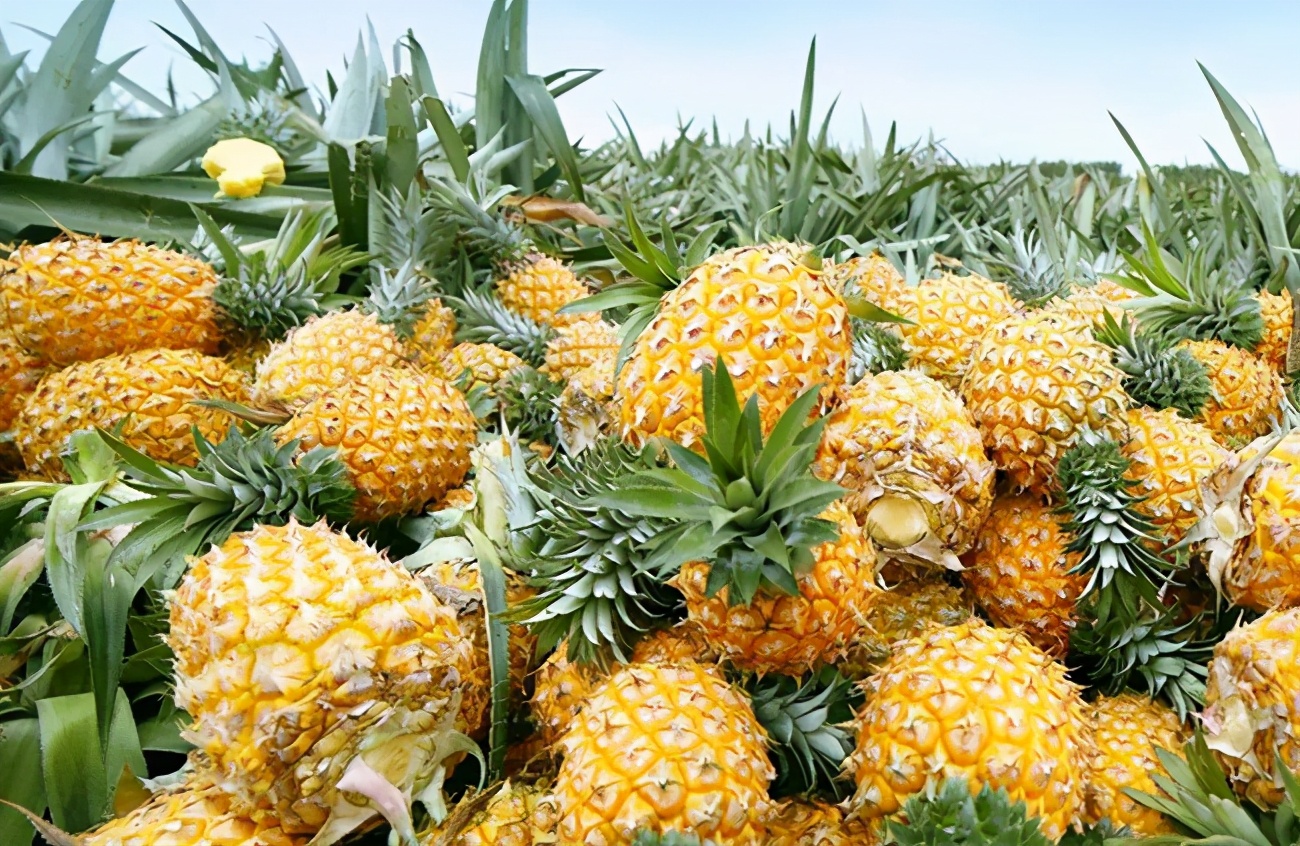 禁止进口台湾凤梨,菠萝价格会不会大涨?答案来了