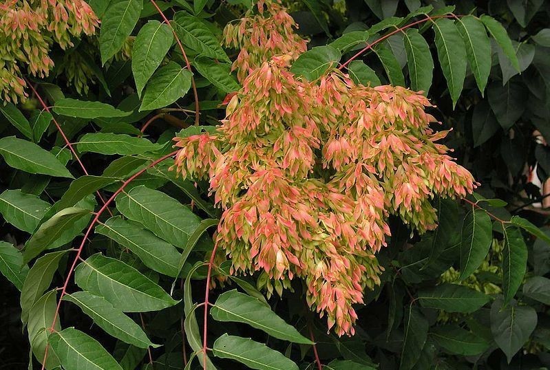 臭椿不同于香椿,臭不可闻却有药用价值,不可食用却格外珍贵