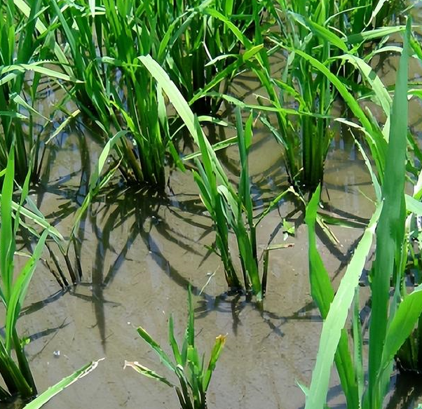 南方水稻黑条矮缩病又称"矮仔禾",根据传播特点,采取综合防治