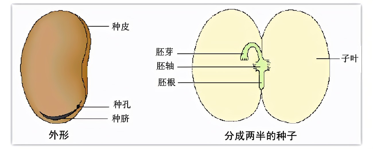 蚕豆种子结构图作用图片