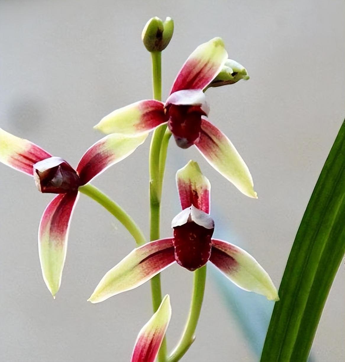 国兰"四大天王"之国魂,是建兰经典红素,花开后兰香浓郁