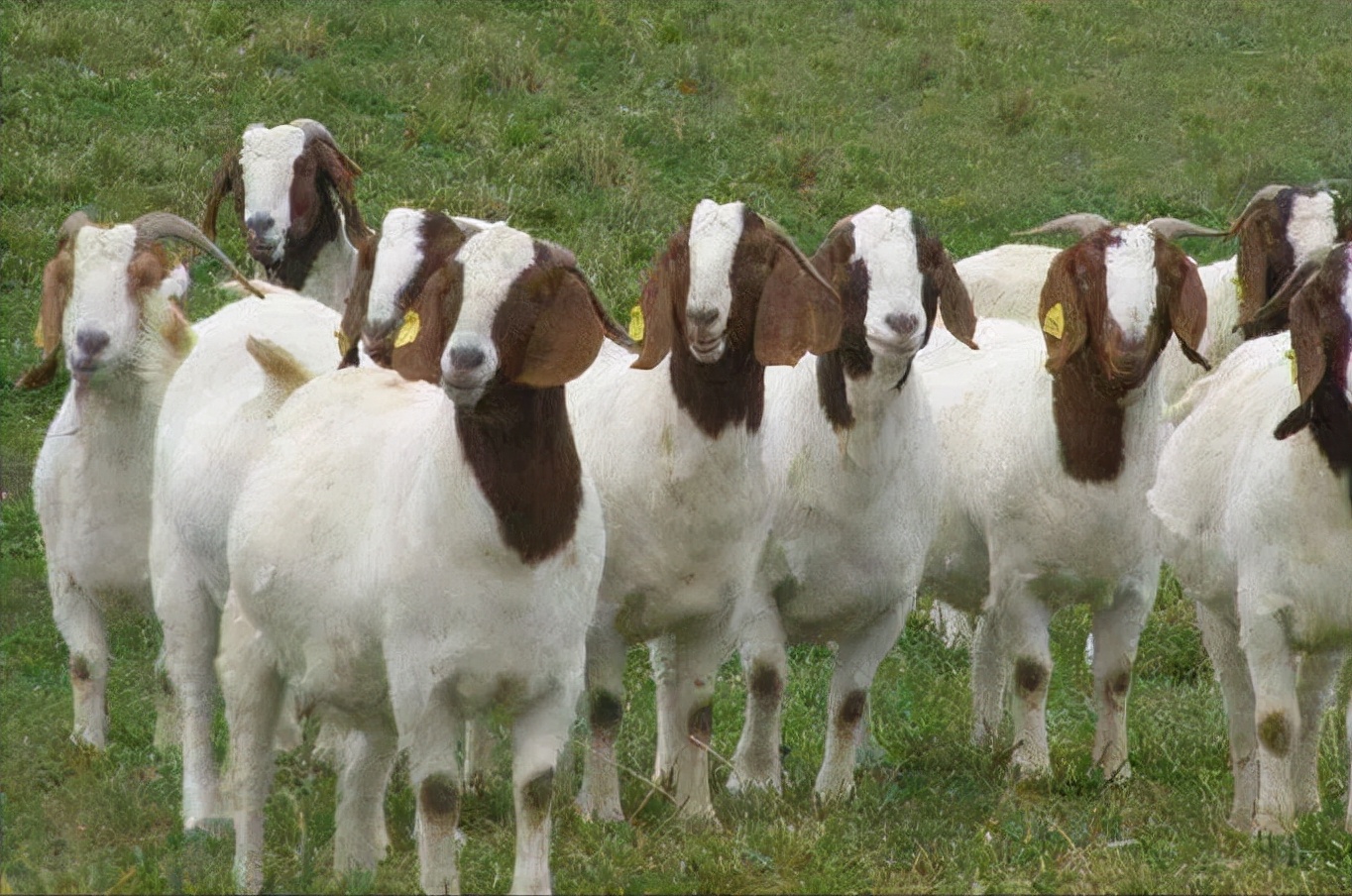 华牧兽药养羊科普:养羊这么赚钱,那我新手该养什么羊?