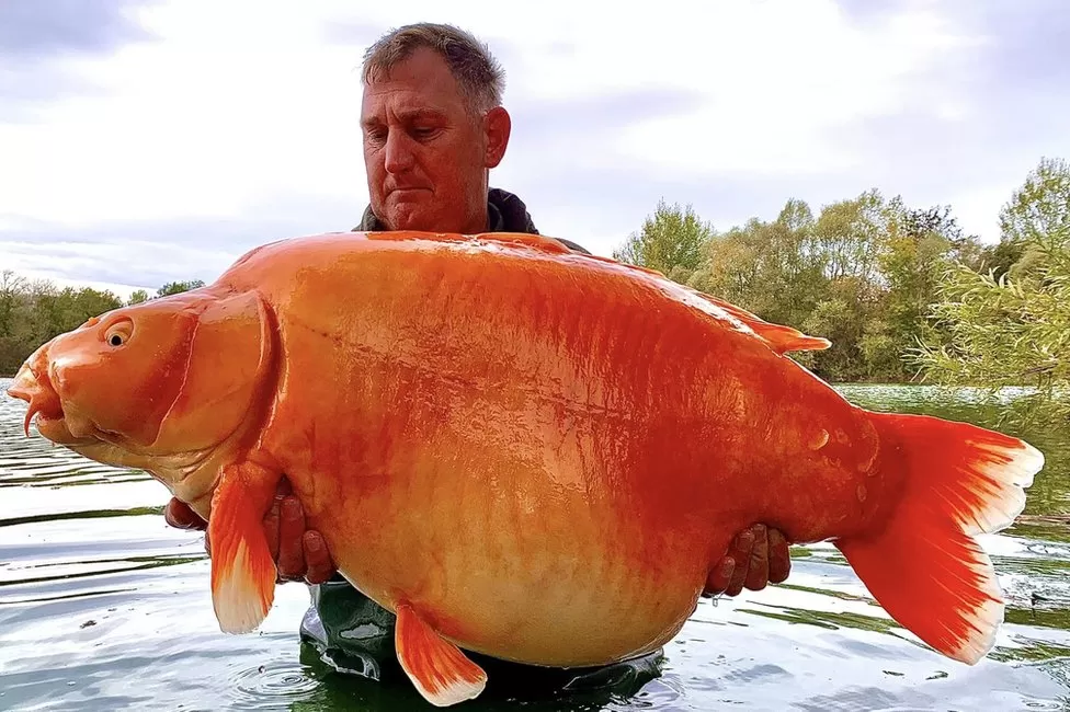 体型最大的金鱼品种图片