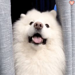 258_258gif 动态图 动图