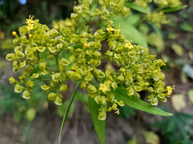 藤蒿和茼蒿能一起吃吗?