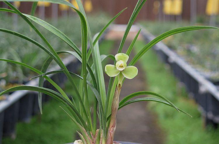 春兰老八种之首"宋梅",花开梅瓣型,香气醇厚,是梅瓣兰之代表