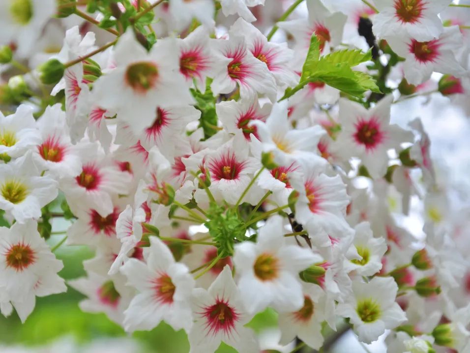 文冠果花开,绽放耀眼的光彩