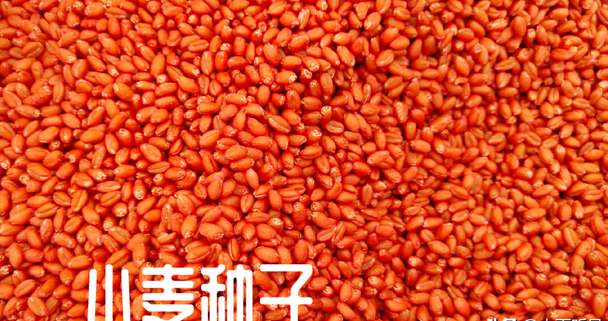 表现优秀的两个小麦新品种,圣麦127与胜麦127,了解一下吧