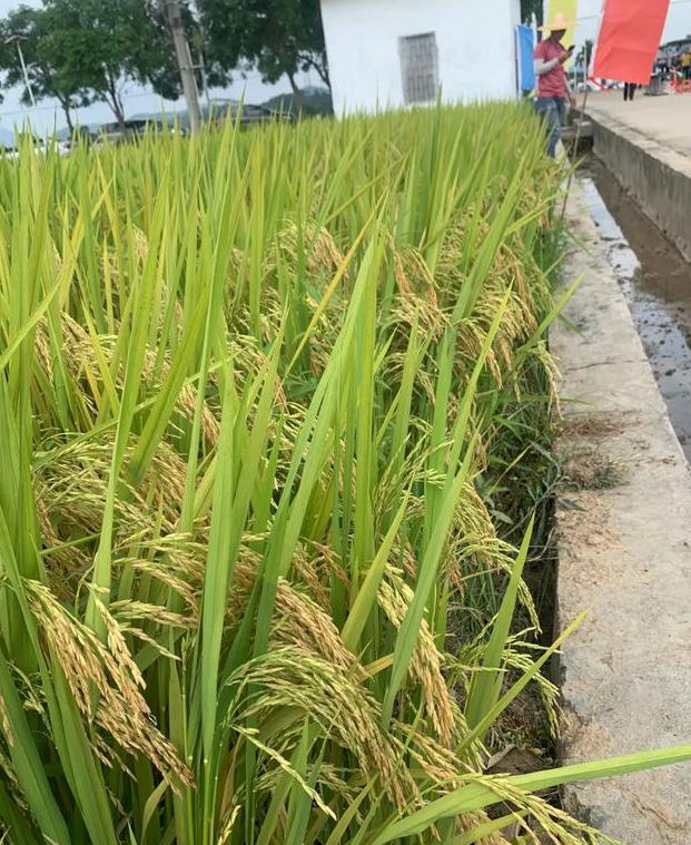 特优质香稻19香不仅米质一级,香味浓,亩产高产可达1100斤以上