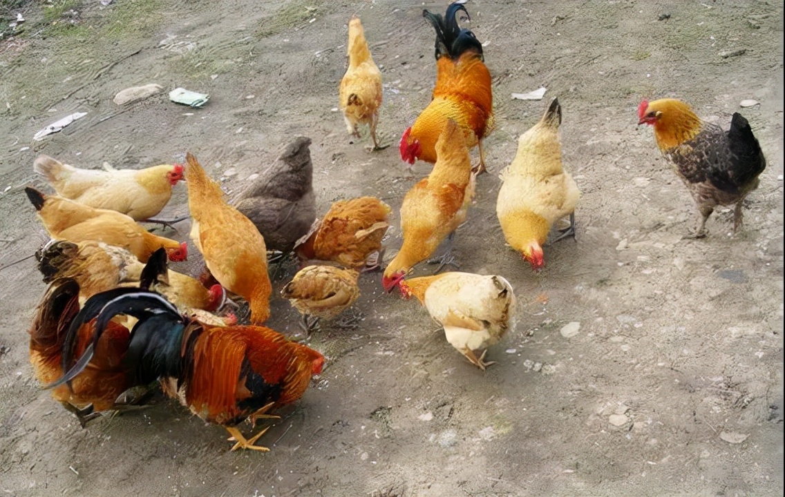 鸡群整齐度如此重要,我们应该怎么做?