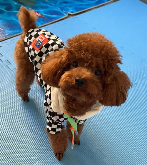 泰迪用爪子"扒拉你"的含义,不懂的,那你养狗真失败!