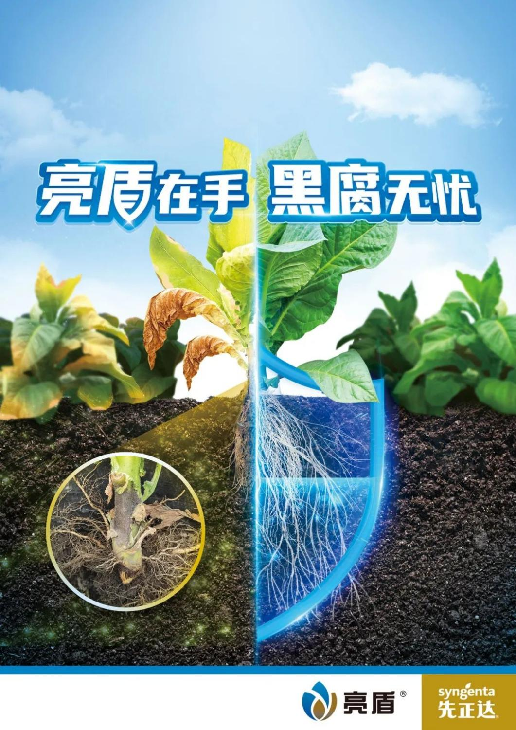既可防病又能生根,先正达亮盾表现就是这么优秀!