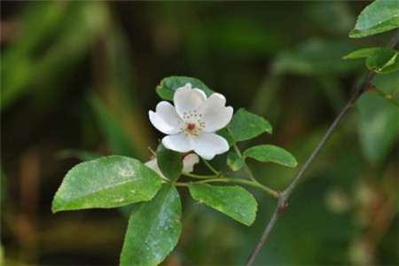 在养荼靡花过程中需要注意事项