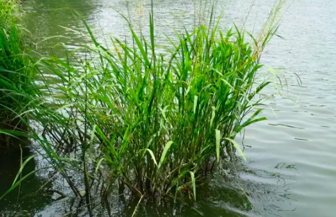 世界最贵的大米,农民种得起却舍不得吃,产自中国却专供土豪享用