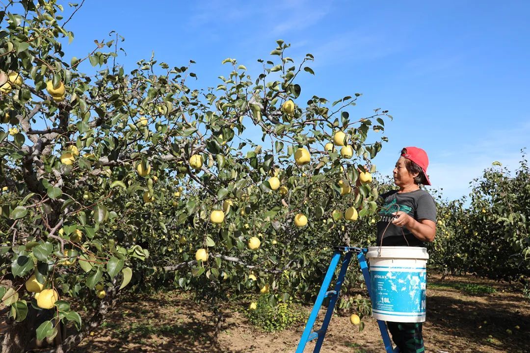 乡村振兴|硕果满枝,香气四溢~龙湾屯镇千亩梨园丰收啦