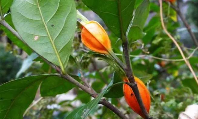 山栀子,你肯定认识,但它的功效,你未必知道,告诉你,它的妙用