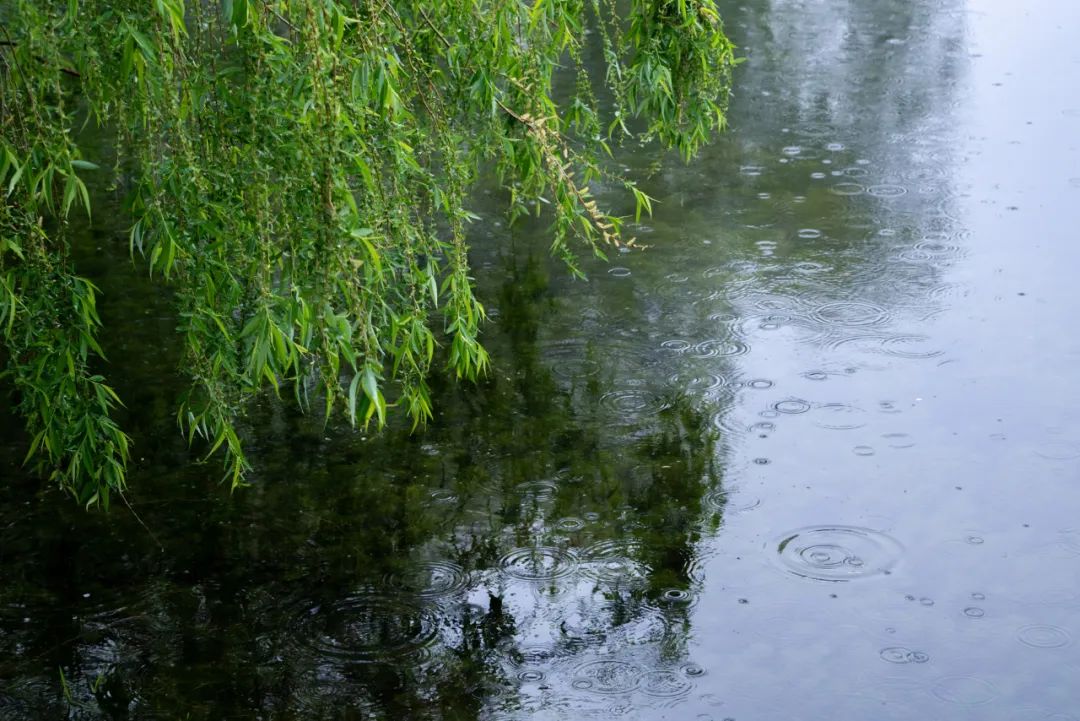 小雨柳树图片图片