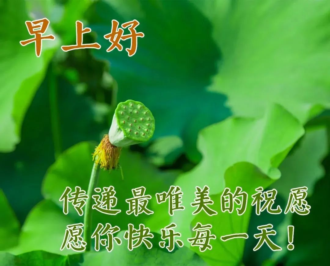 早晨图片 鲜花图片