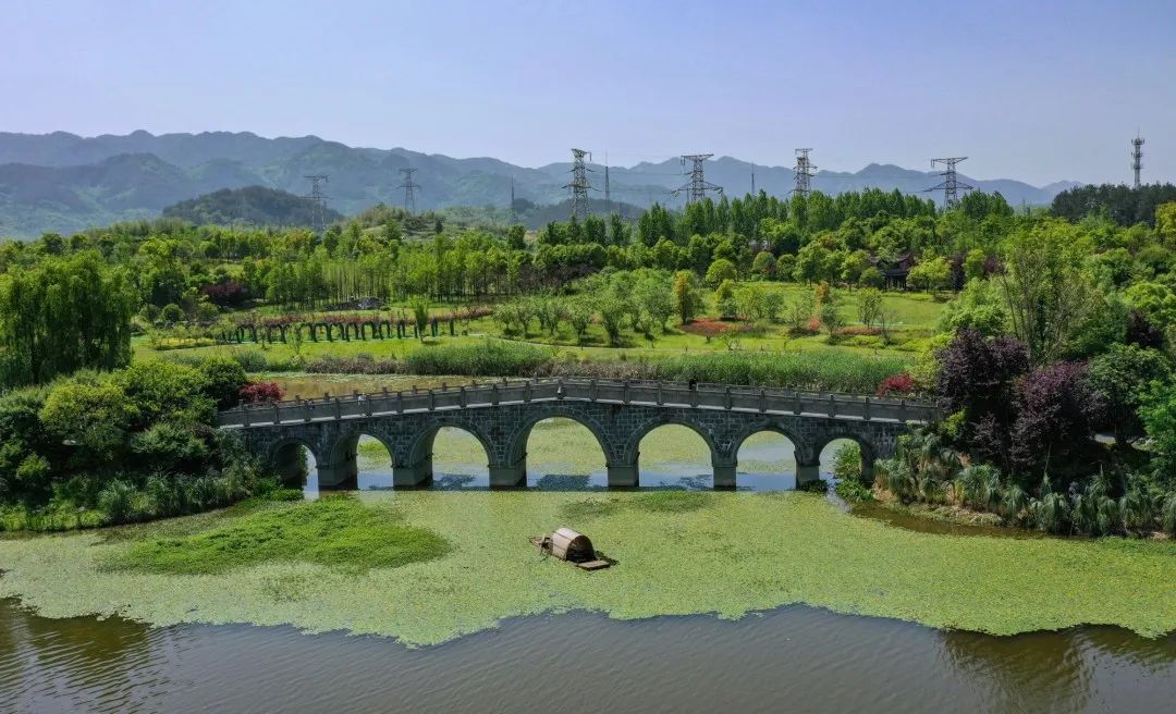 梁平双桂湖荇菜花海上线,"五一"打卡正当时!