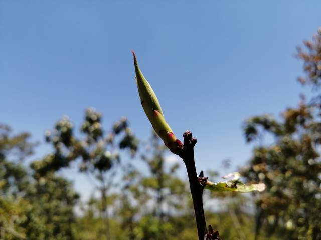 云南大理:寂寞人间五百年,又见天峰雀嘴茶