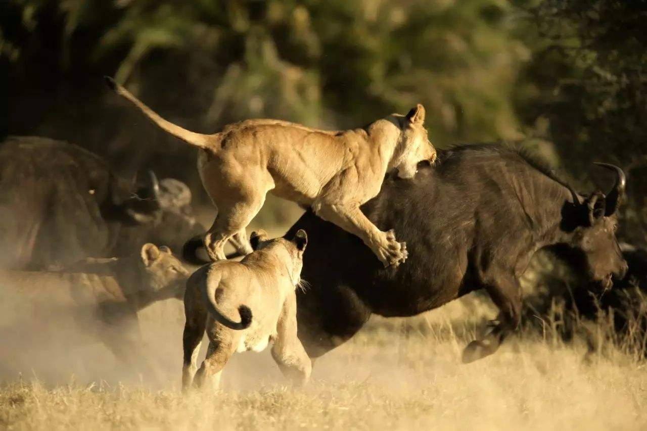 6头狮子围住野牛,野牛拧起脖子就开干,镜头记录下全过程!