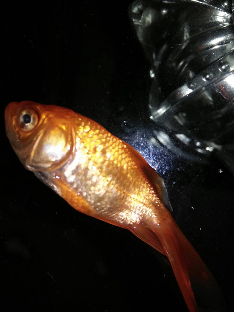 鱼缸里的鱼突然死亡应该怎么处理?此文可做参考