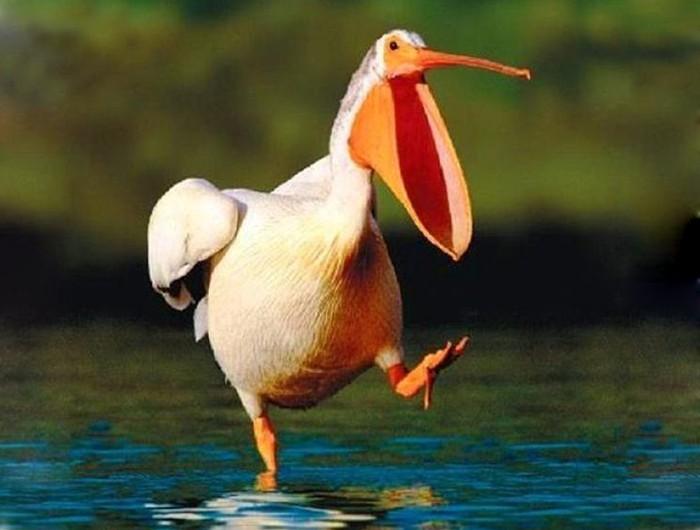 "鸟中广东人"鹈鹕,一张大嘴吃遍天下,连长颈鹿它都想一口吞下