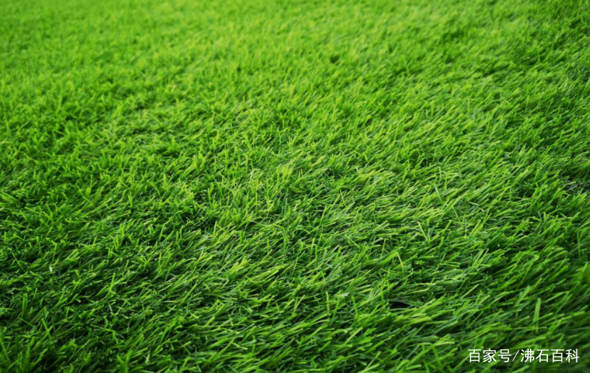 选择沸石，彻底告别毒草坪、臭草坪，提高公共空间生态净化率！(图9)