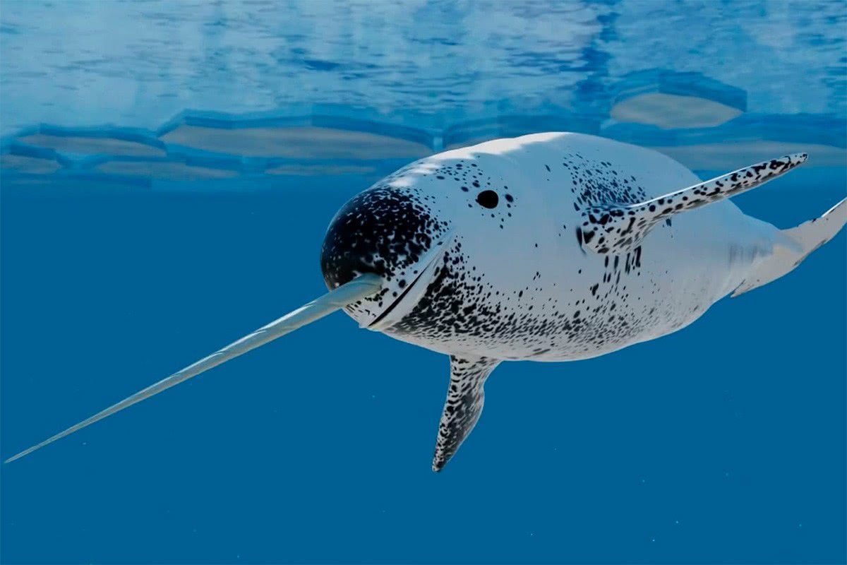 3米长的"龅牙",价比黄金,但却给"它"带了去无妄之灾!