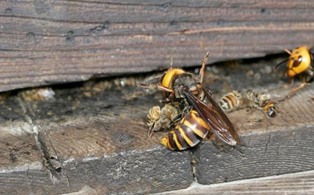日本大黄蜂,为何叫杀人蜂?长5cm,几只大黄蜂可灭掉整窝蜜蜂