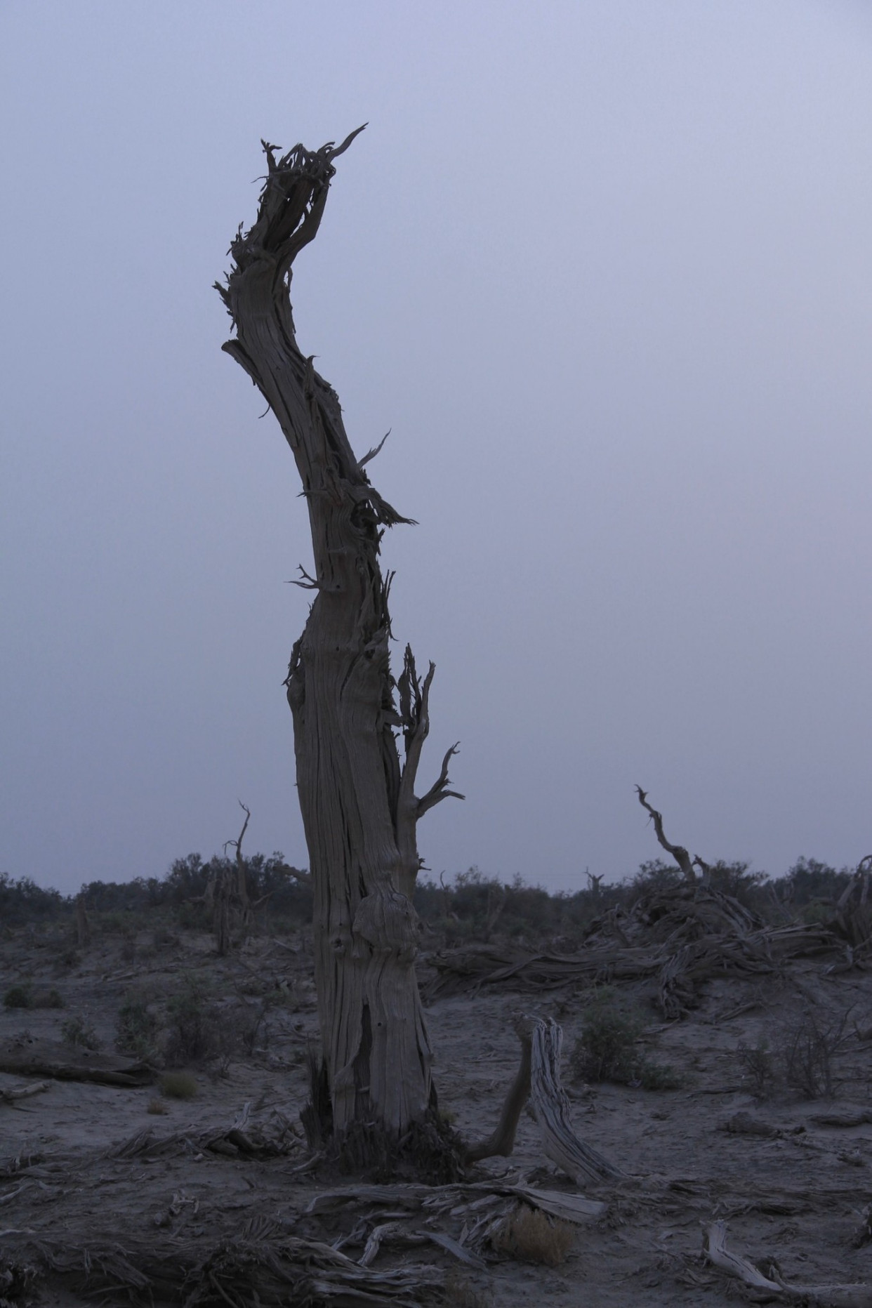 天与地与树,一片苍凉,一派悲壮