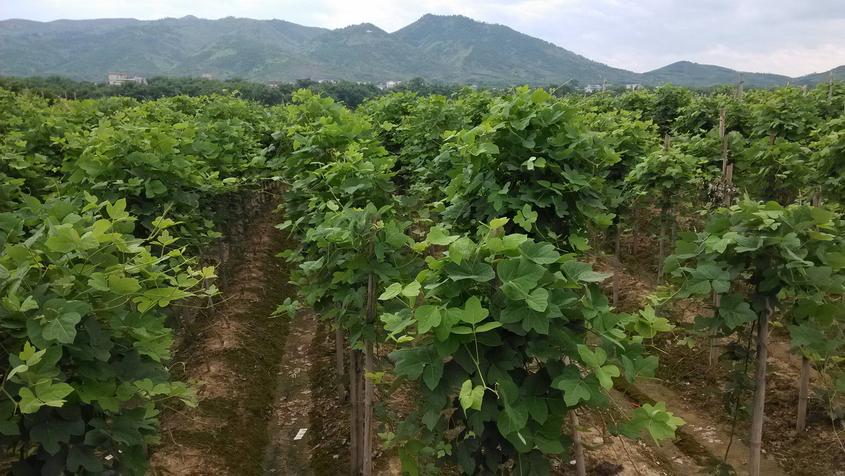 老樵聊三农:葛根高产的种植方法和栽培技术