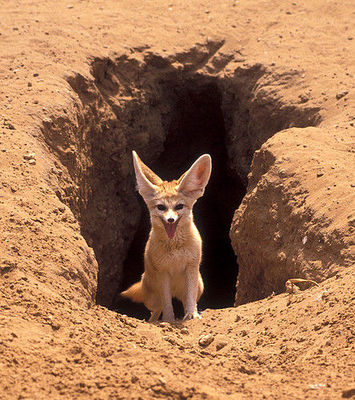 中国最小的狐狸沙狐,为什么看似总卖萌?这其实是一致命弱点