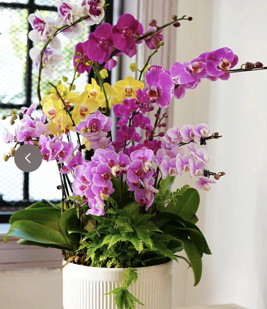 6种"财富花",大盆养不活,小盆憋着养,大爆特爆!