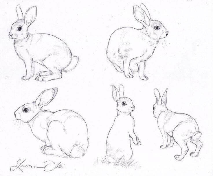 兔子写生简笔画图片