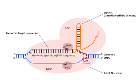 艾美捷 优化的cas9核酸酶特征和相关研究