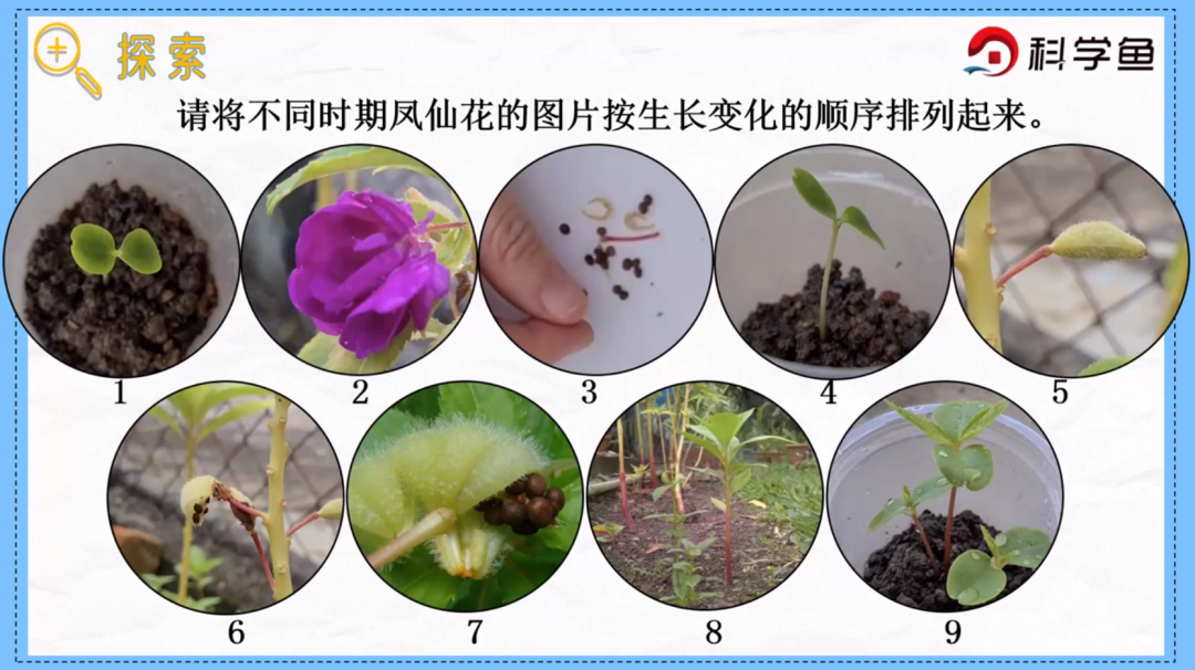 凤仙花传播种子的方法（凤仙花种子萌发时根总是怎么生长） 第5张