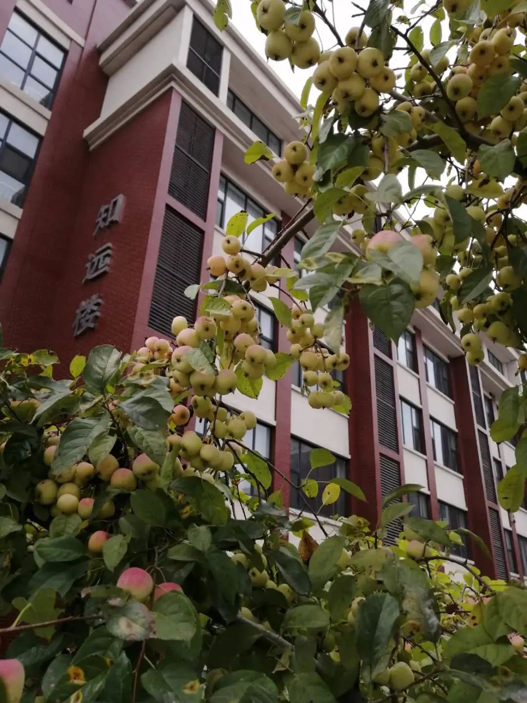 秋意浓 秋色美 | 最美校园秋景版——潍坊行知学校