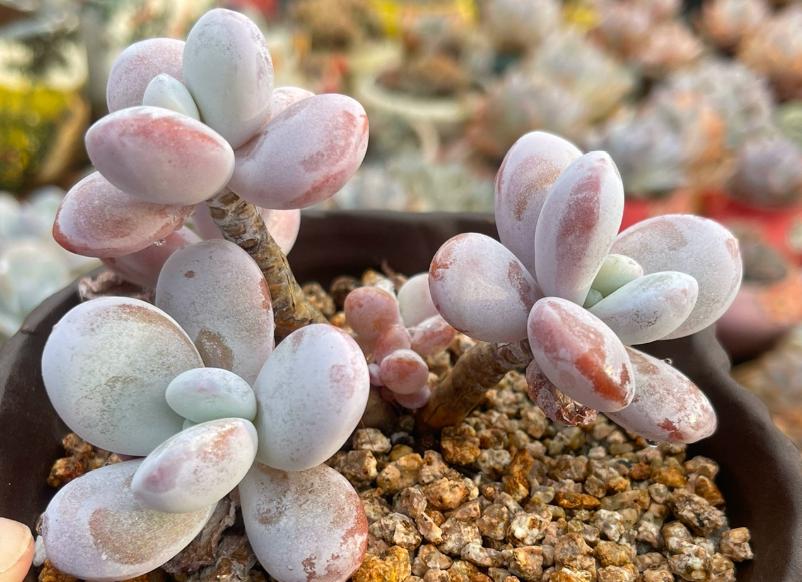 多肉中的"2只兔"——粉兔跟雪兔,养好了一个粉一个白超可爱!