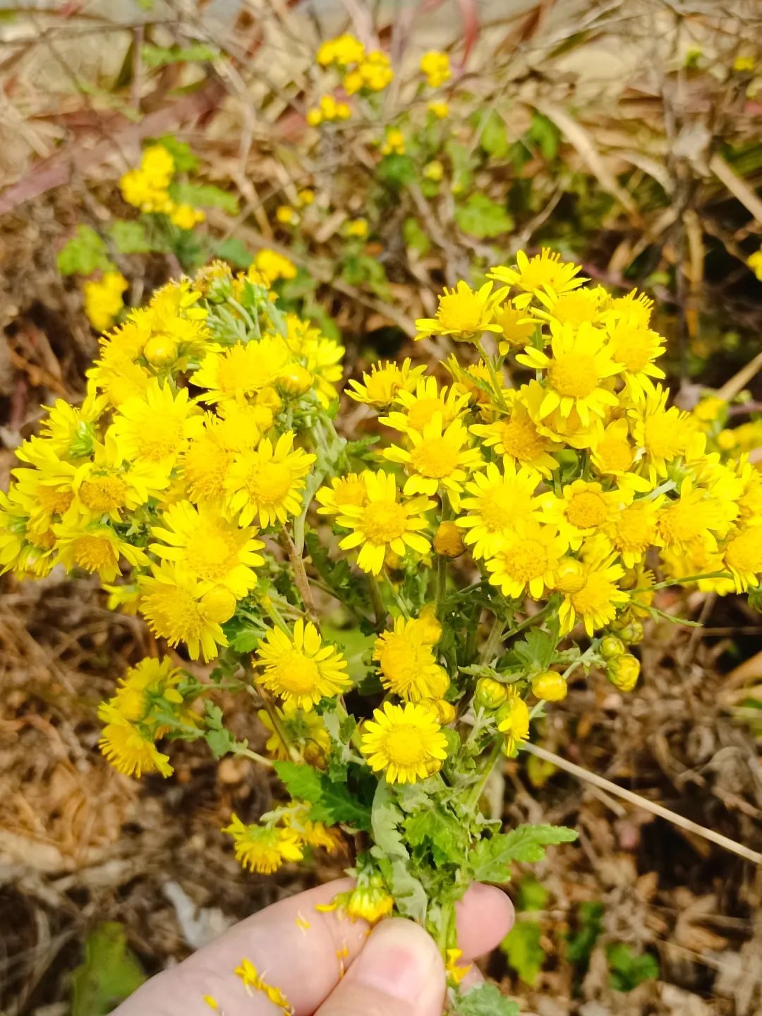野菊花,开出了最明媚的秋天