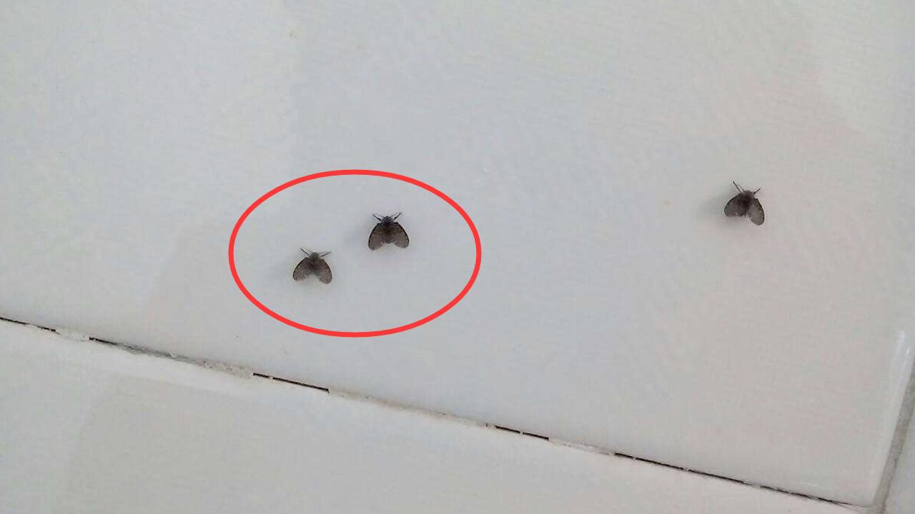 卫生间到处都是黑色的小飞虫?教你几招,彻底根除小黑虫