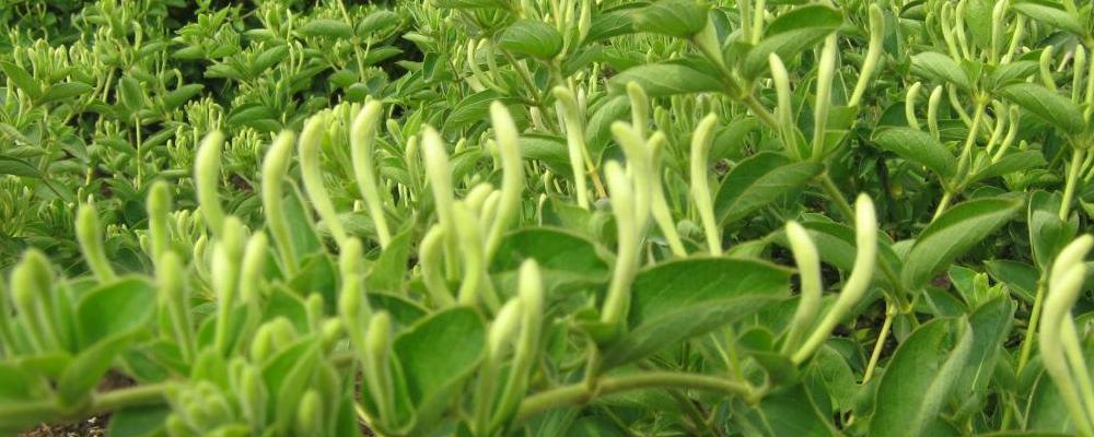 种植金银花最大的风险是什么(种植金银花最大的风险是什么意思)