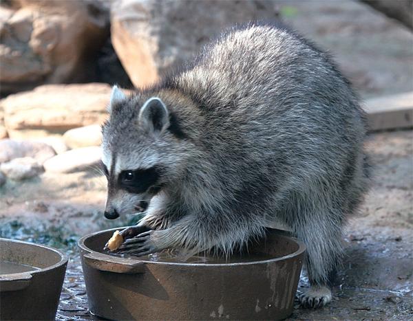浣熊为什么爱洗衣服?原因让人哭笑不得