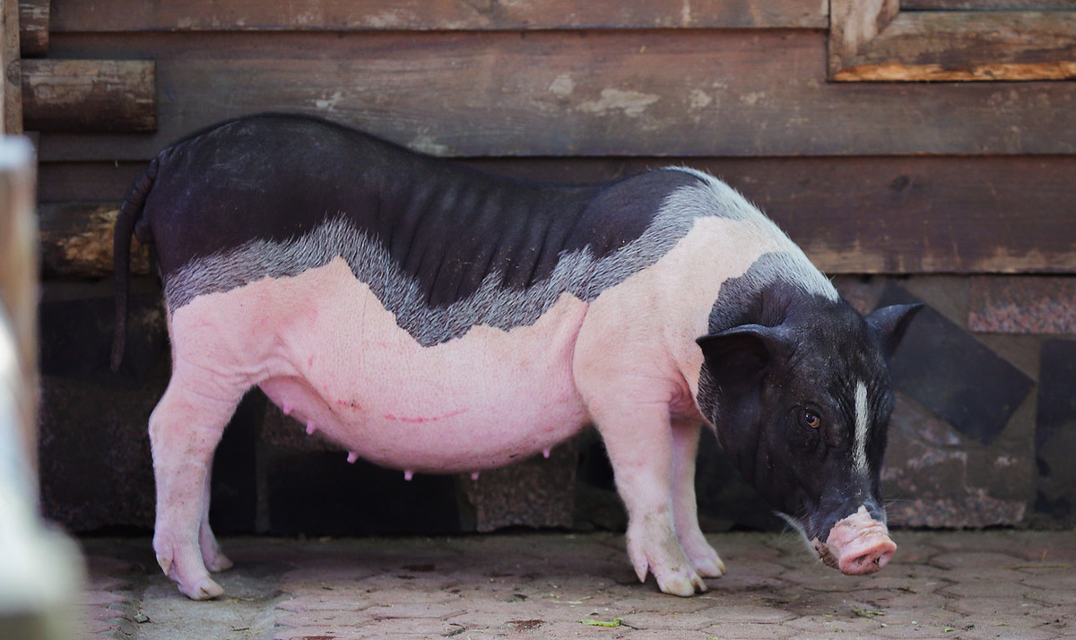 想拥有一只小香猪,却不知道怎么养?好的养护方式,有助于它成长